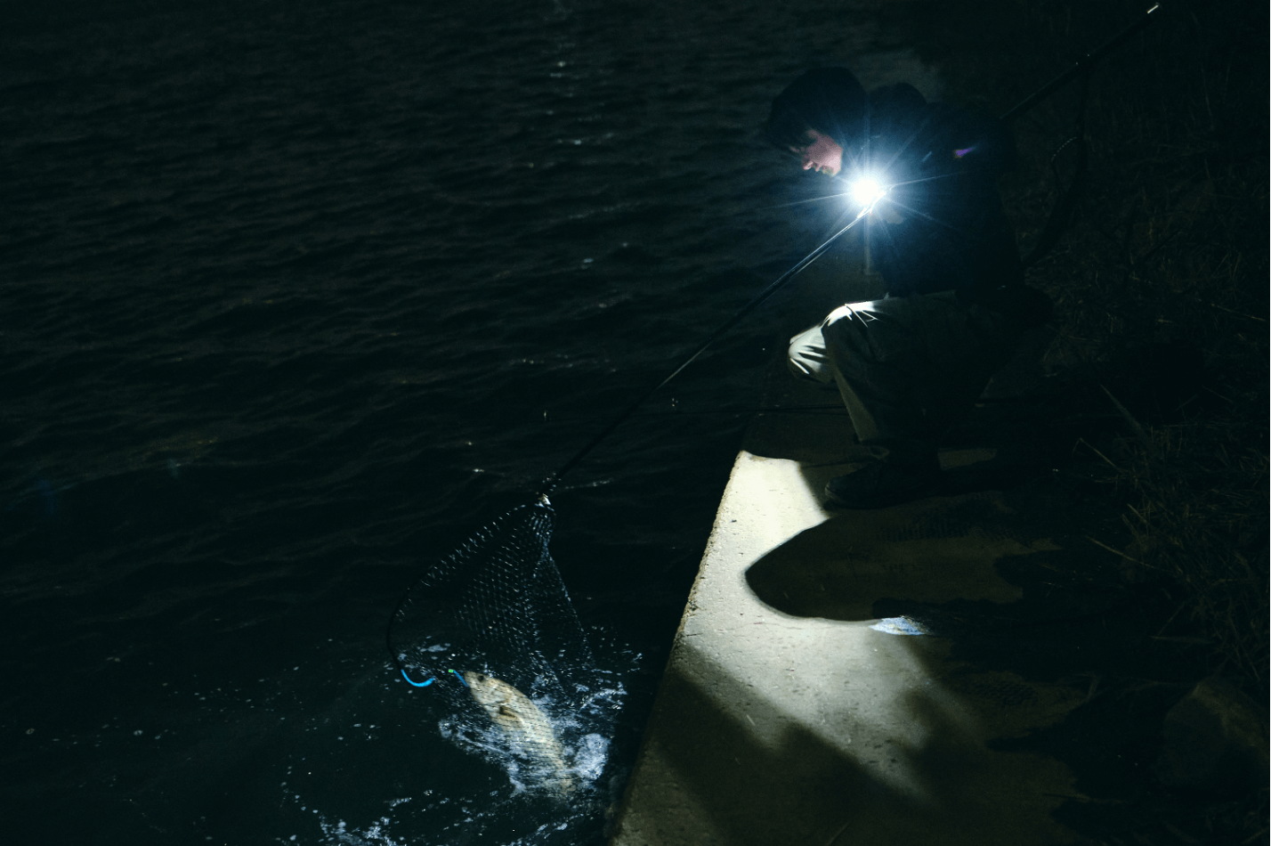 魚が来てくれた