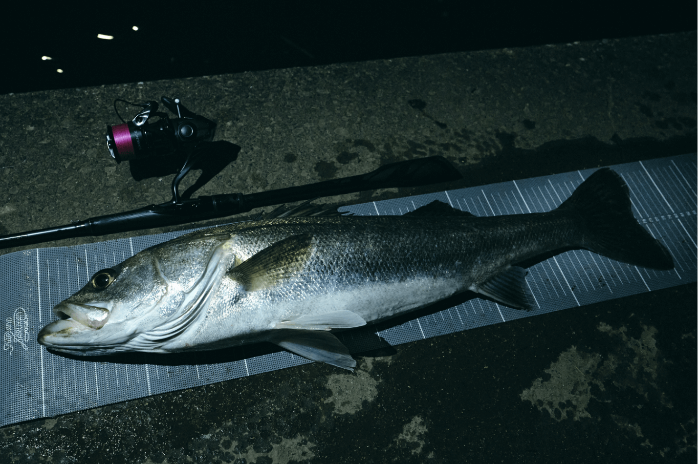 ネットに収めた魚体は、75cmオーバー