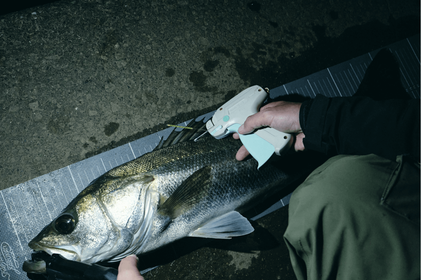 資源保護のために釣り人ができること