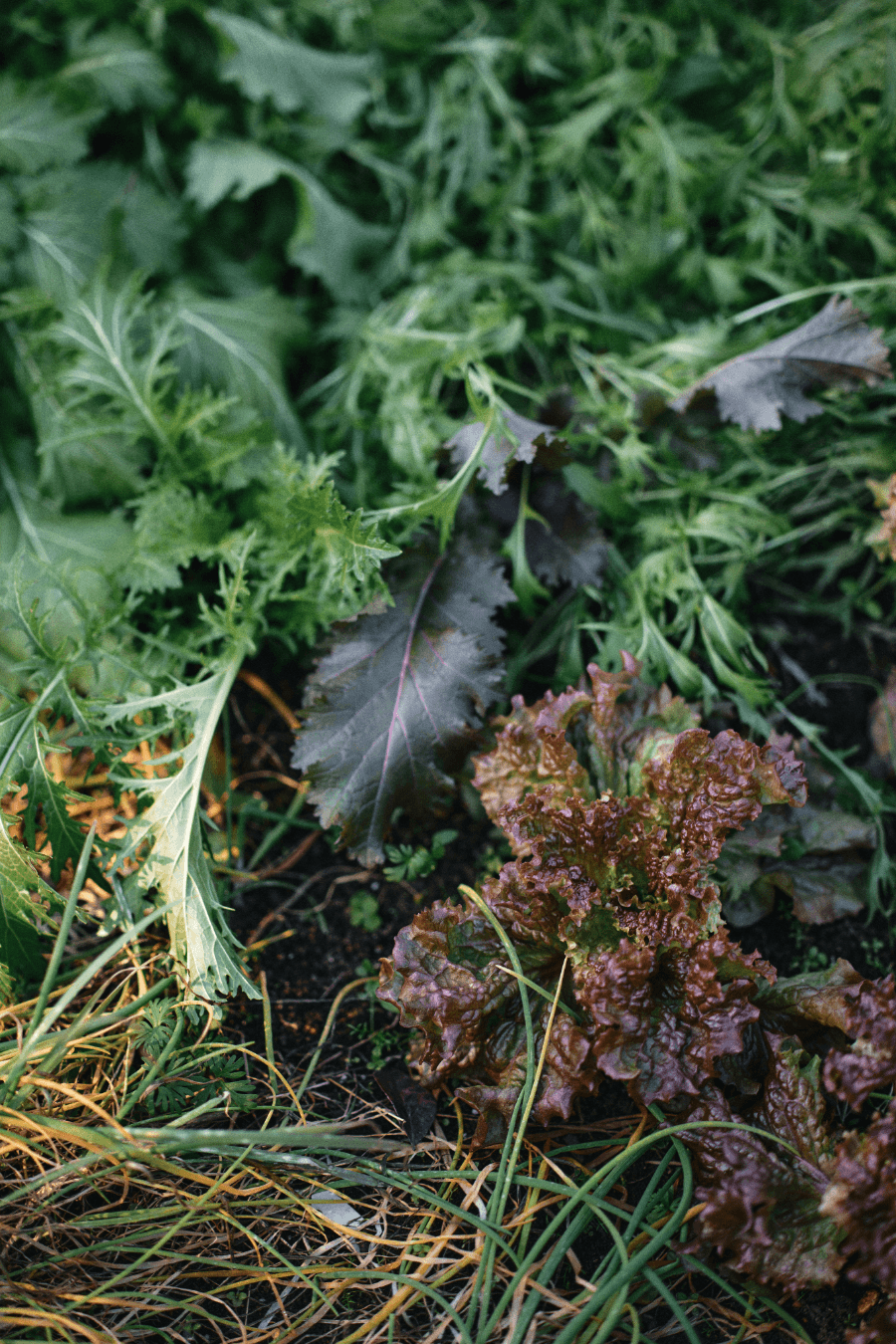 題材は身近にあるお花や植物でした
